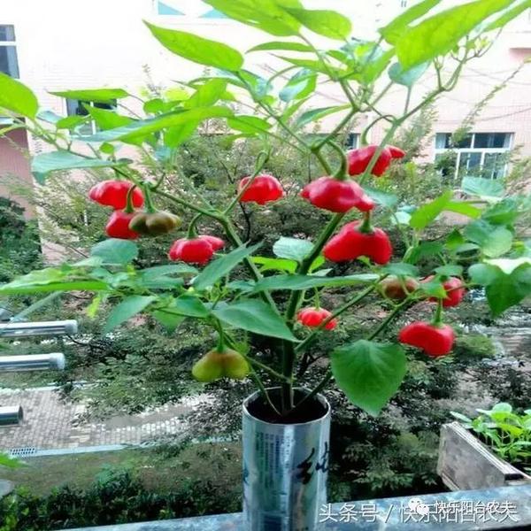 河北种植秋葵技术要求_秋葵在河北种植技术_河北种植秋葵技术条件