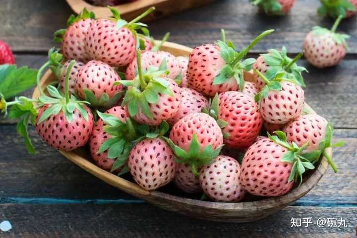 野草莓的种植_草莓野外种植_野草莓种植技术