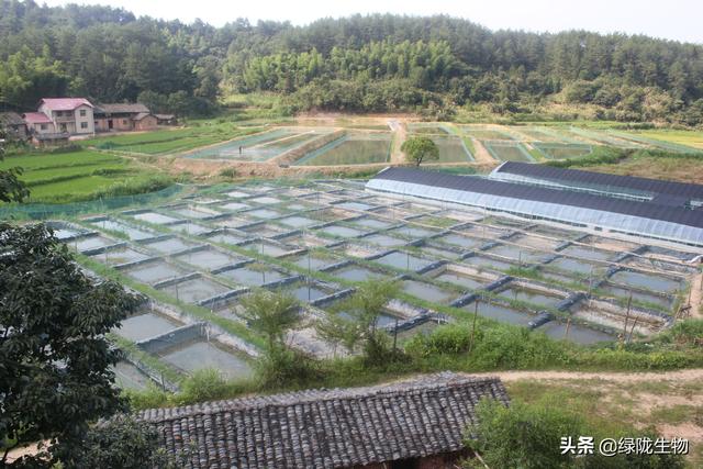 池塘生态养鱼技术_生态鱼塘养殖技术_养殖鱼塘生态技术要求