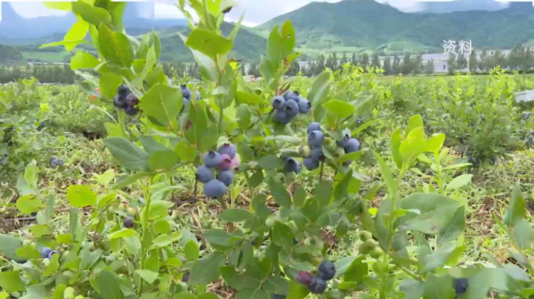 打造特色种植产业 开启增收致富大门