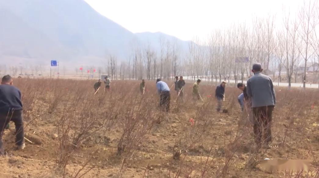 致富种植技术小结怎么写_种植致富小技术_致富种植技术小结