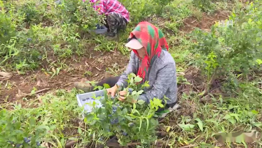 致富种植技术小结_致富种植技术小结怎么写_种植致富小技术