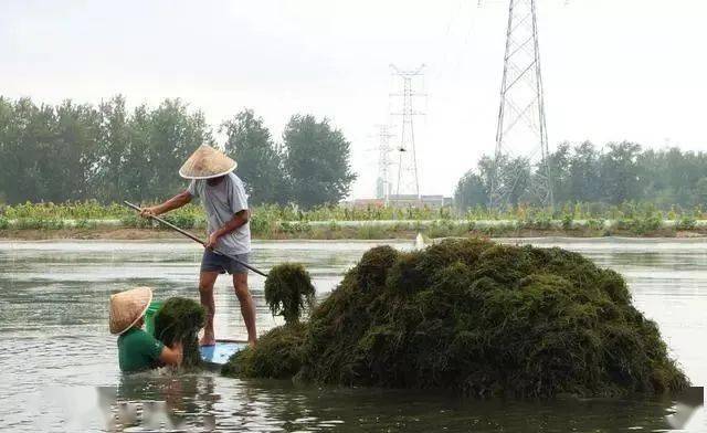 河蟹养殖效益_水产养殖技术河蟹_河蟹养殖条件