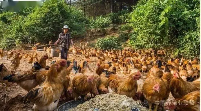 养殖土鸡技巧视频_土鸡养殖阶段技术_养殖土鸡阶段技术要求