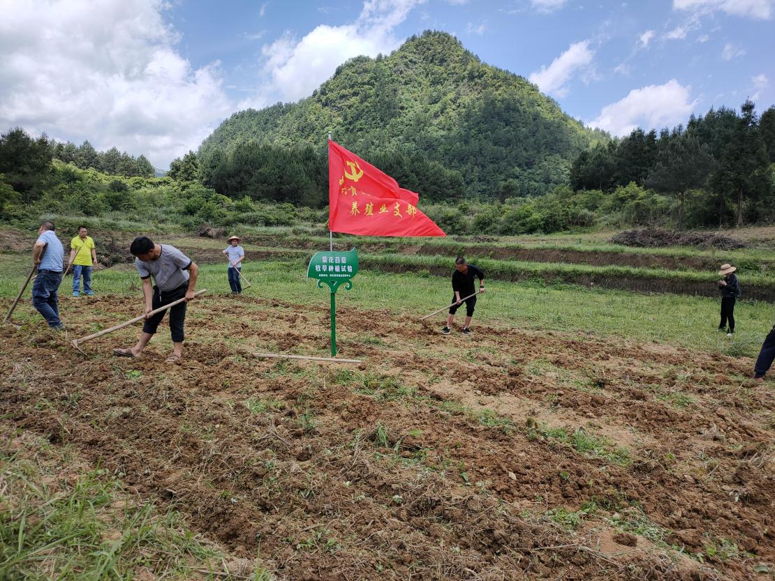 开展牧草种植试验 助推草食畜牧业发展