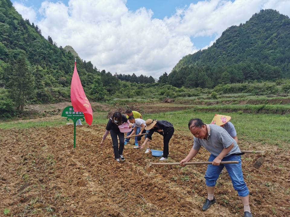 致富种植牧草怎么样_牧草种植致富_致富种植牧草图片