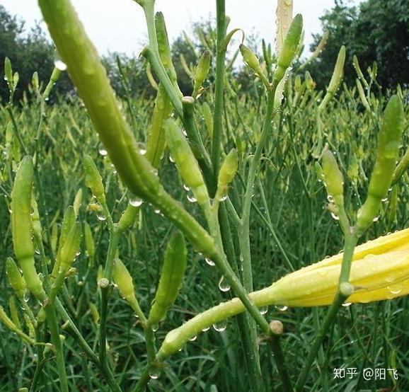 高产朝天椒种植技术_种植朝天椒怎样才能高产技术_如何种植朝天椒产量高