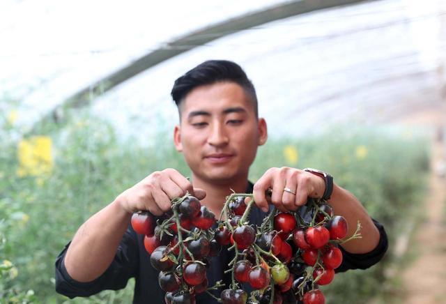 枸杞番茄种植致富_枸杞番茄种子价格_枸杞番茄价格行情