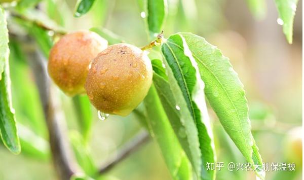 冬枣高产的种植技术介绍