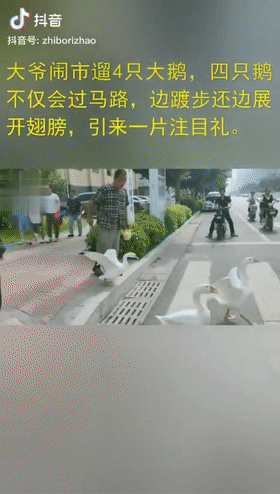 致富经灌汤烤鹅_滋补鹅汤_养生鹅汤的做法