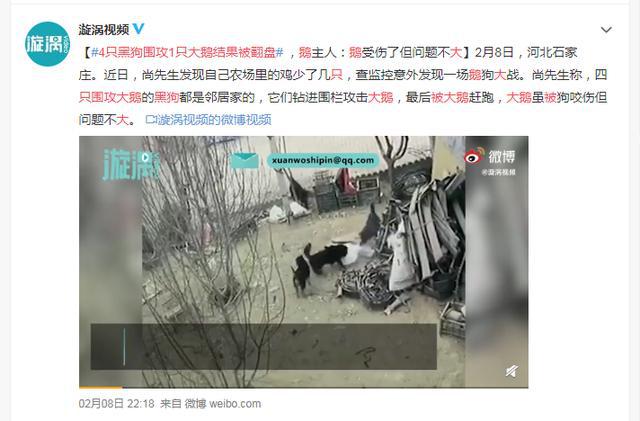 致富经灌汤烤鹅_滋补鹅汤_养生鹅汤的做法