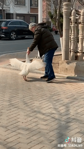 致富经灌汤烤鹅_养生鹅汤的做法_滋补鹅汤
