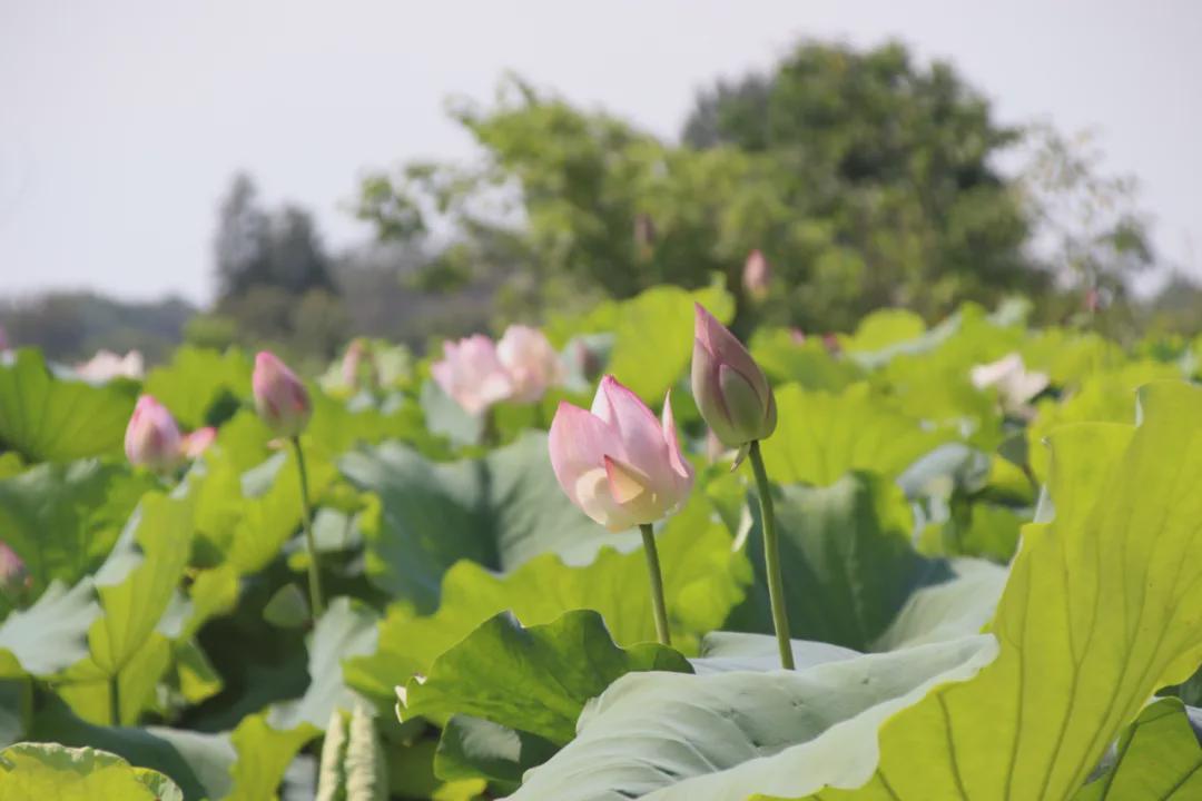 莲蓬好卖吗_致富经莲蓬哪里买_种莲蓬赚钱吗