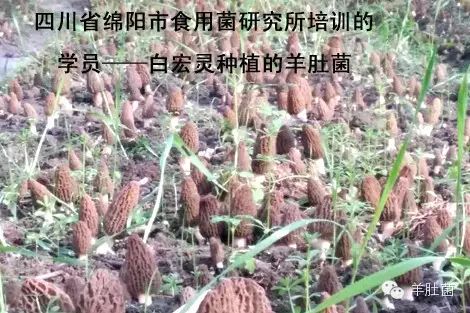 四川省绵阳市食用菌研究所，培训的学员种植羊肚菌出菇照片