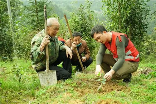 八角树种植技术视频_八角树的种植技术_八角种植方法视频