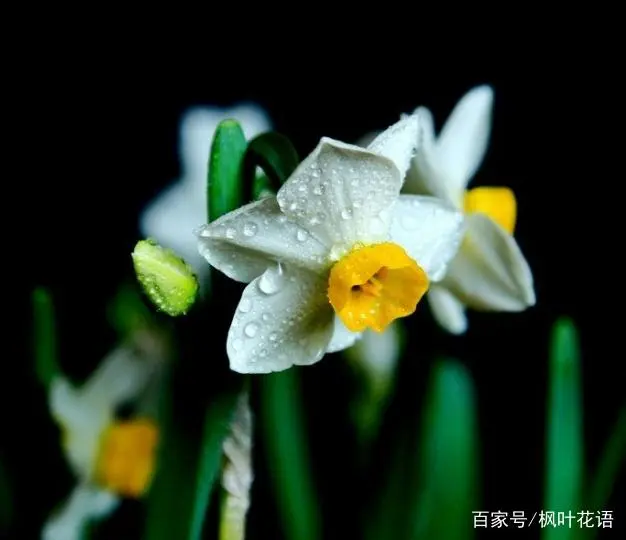 水仙种植技术_致富水仙种植视频_种植水仙致富