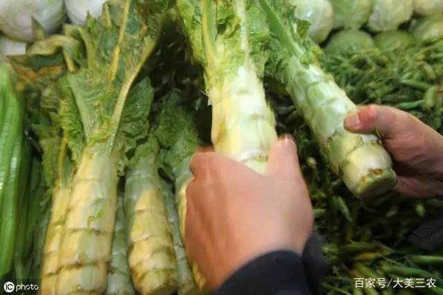 农业技术大讲堂之莴苣的种植技术