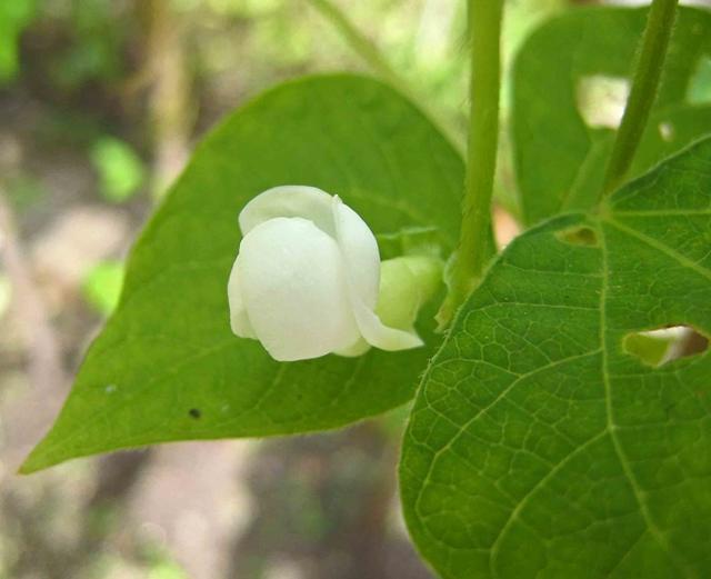 豇豆种植技术方法以及需要注意的问题