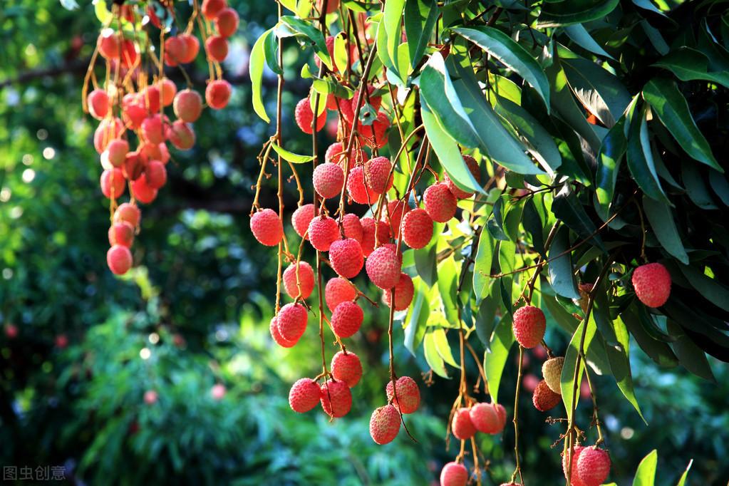 冬笋怎么种植技术_种植冬笋技术与管理_种冬笋的方法及管理