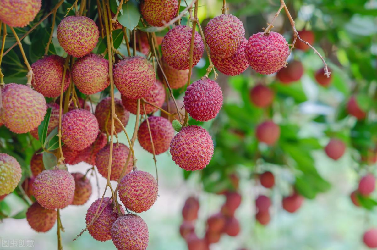 冬笋怎么种植技术_种冬笋的方法及管理_种植冬笋技术与管理