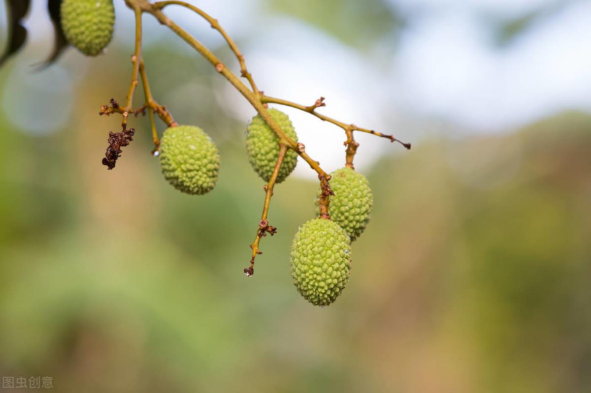 冬笋怎么种植技术_种植冬笋技术与管理_种冬笋的方法及管理