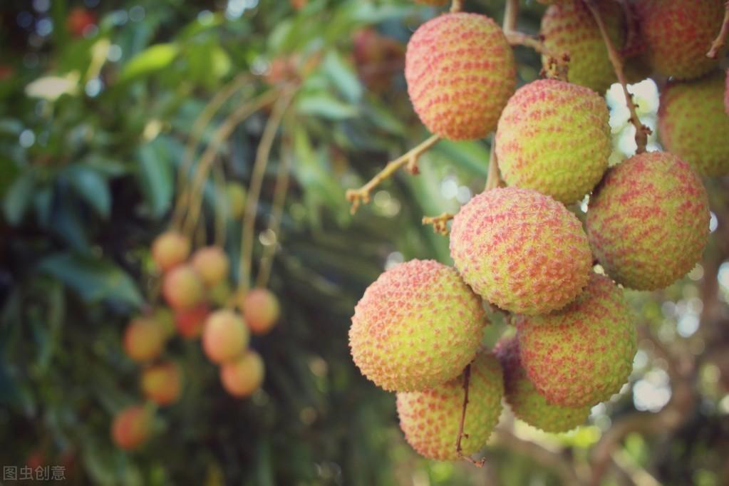 冬笋怎么种植技术_种冬笋的方法及管理_种植冬笋技术与管理