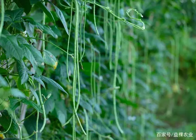 春季北方种植技术豆角行吗_北方春季豆角种植技术_北方春季豆角种植时间和方法