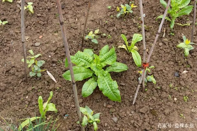 北方春季豆角种植时间和方法_春季北方种植技术豆角行吗_北方春季豆角种植技术