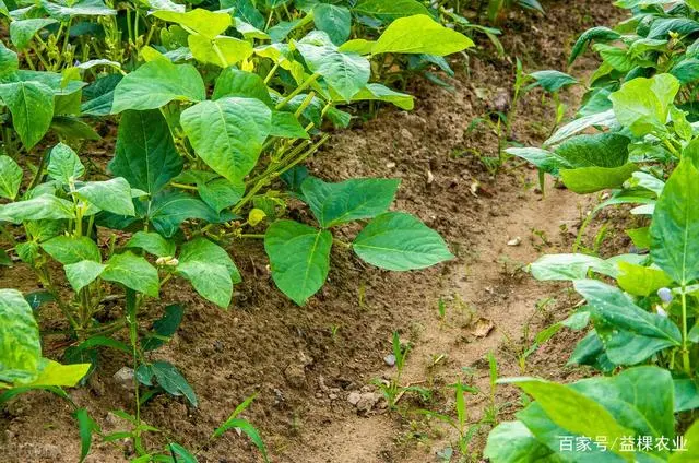 春季北方种植技术豆角行吗_北方春季豆角种植时间和方法_北方春季豆角种植技术