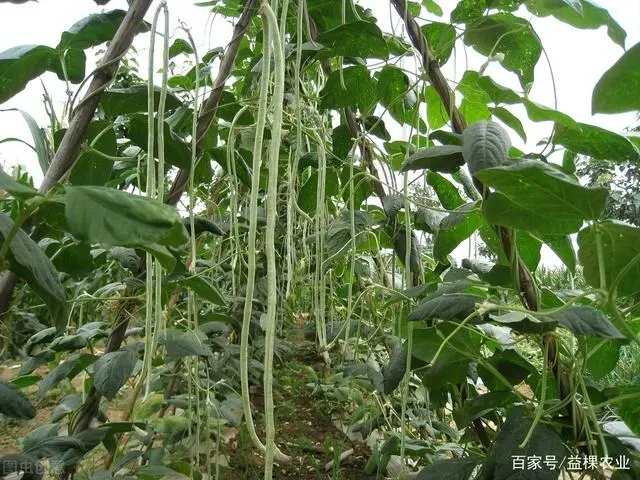 北方春季豆角种植时间和方法_北方春季豆角种植技术_春季北方种植技术豆角行吗