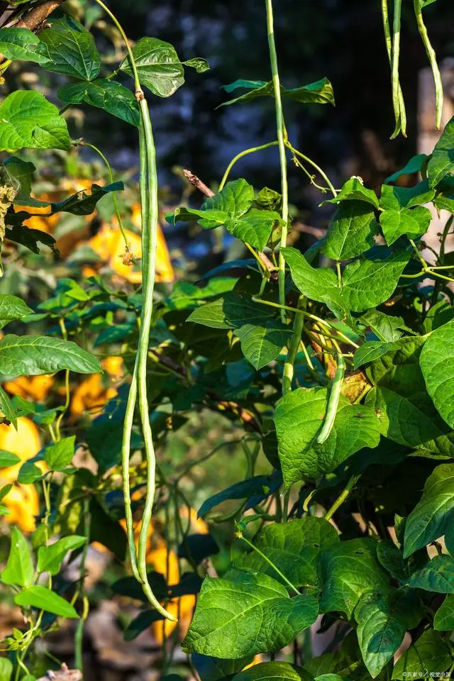 春季北方种植技术豆角行吗_北方春季豆角种植时间和方法_北方春季豆角种植技术