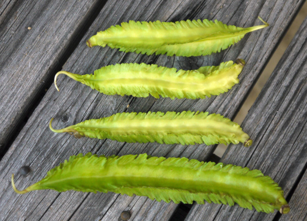 北方春季豆角种植时间和方法_北方春季豆角种植技术_春季北方种植技术豆角怎么样