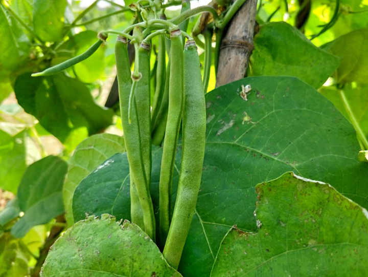 北方春季豆角种植时间和方法_北方春季豆角种植技术_春季北方种植技术豆角怎么样