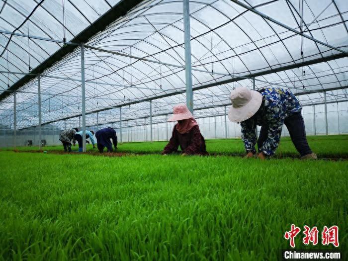 致富种植视频全集_种植致富案例_安福种植致富故事