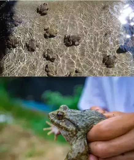 安福种植致富故事_致富种植视频全集_种植致富经