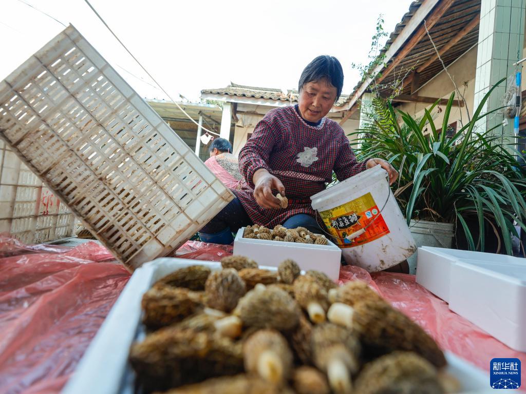 致富伞种植_致富伞种植_致富伞种植