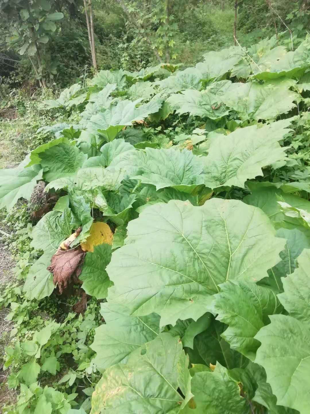 陕西省宝鸡市眉县掌叶大黄种子种植前景