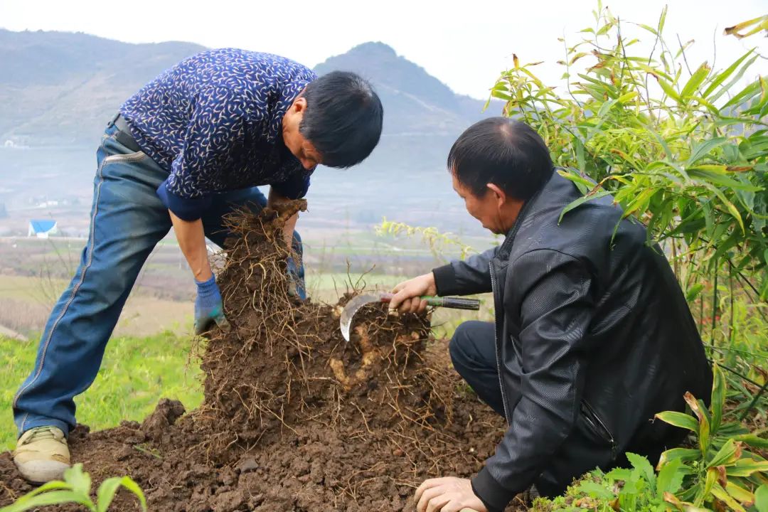 乡村行•看振兴丨宽阔镇：百姓“致富经” 深山种黄精