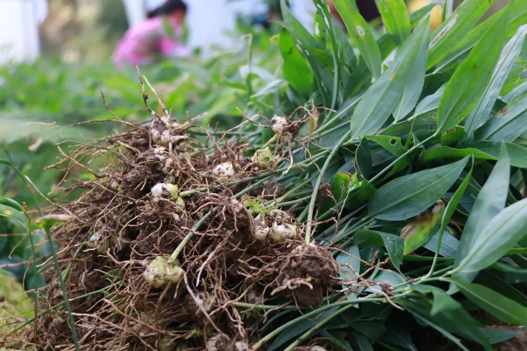 致富经手工种植技术_手工种植物_致富手工种植技术有哪些