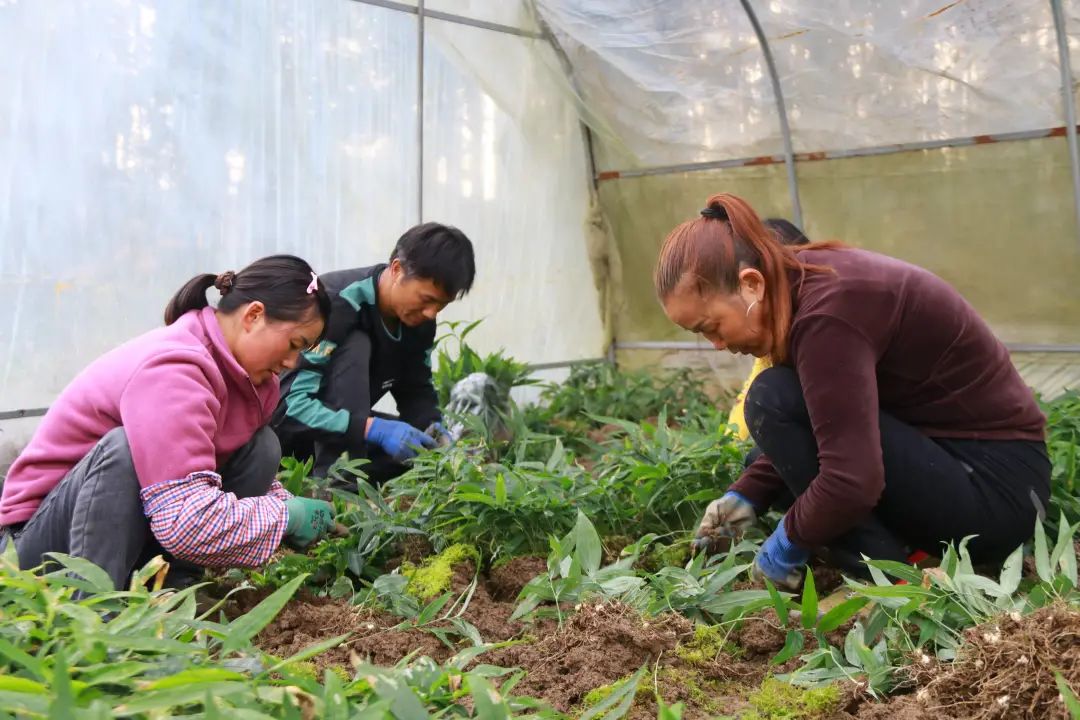 致富经手工种植技术_致富手工种植技术有哪些_手工种植物