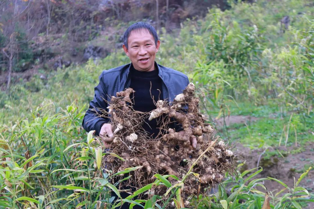 致富手工种植技术有哪些_致富经手工种植技术_手工种植物