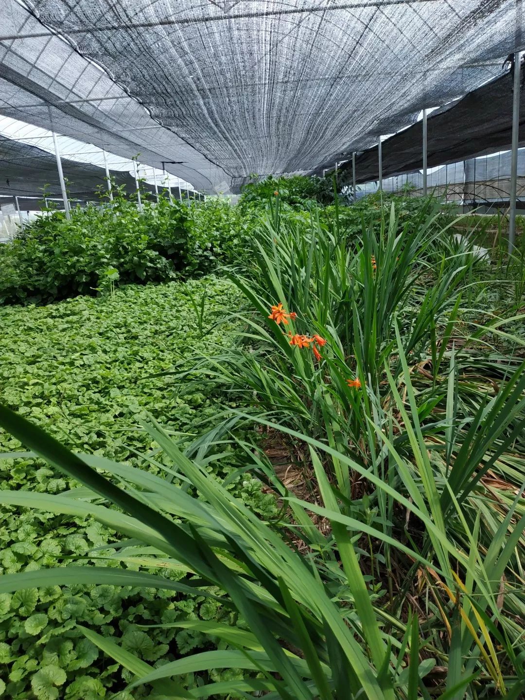 中草药黄精种植技术_中草药黄精种植技术_中草药黄精种植技术