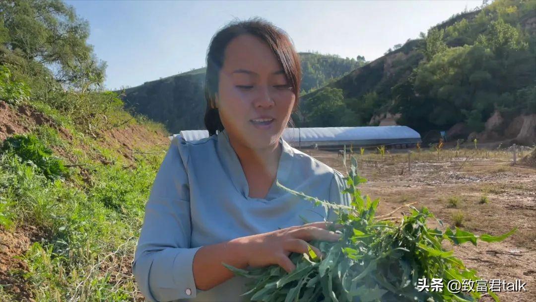 2019致富经养熟食土猪_致富经生态养殖猪视频_致富经土猪