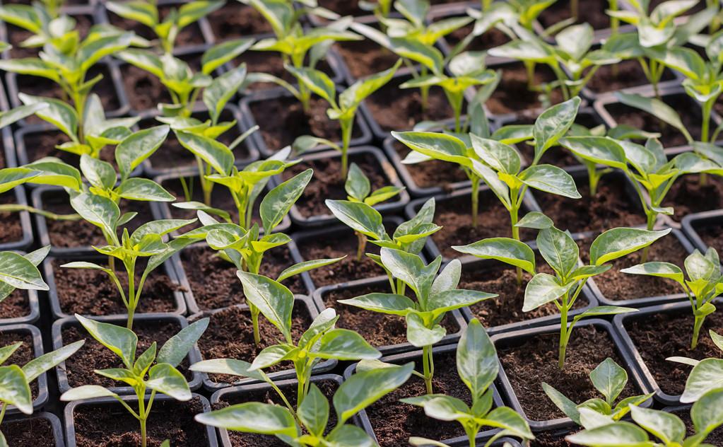 辣椒种植四川技术视频_辣椒种植四川技术与管理_四川辣椒种植技术