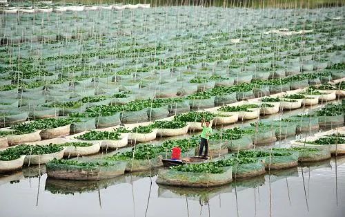 鳝鱼网箱养殖技术_养殖鳝鱼网箱技术视频_养殖鳝鱼网箱技术要求