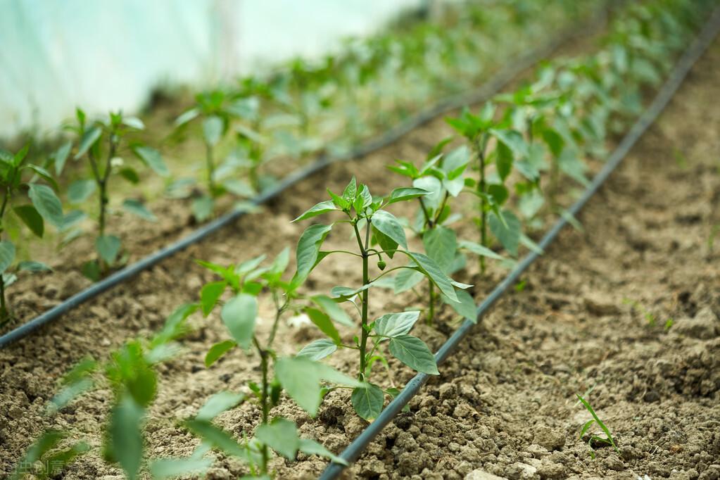 四川辣椒种植技术_辣椒种植四川技术视频_辣椒种植四川技术与管理