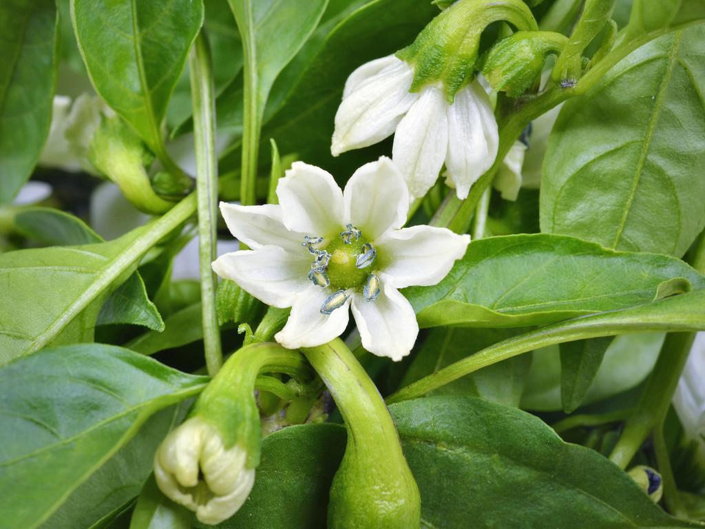 四川辣椒种植时间_辣椒种植四川技术管理_四川辣椒种植技术