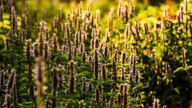 白芨种植技术及市场前景_白芨种植项目实施方案_白芨种植技术与效益分析