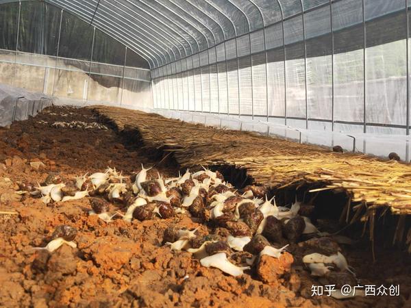 致富养殖广西鲶鱼视频_广西养殖鲶鱼致富经_广西鲶鱼养殖基地