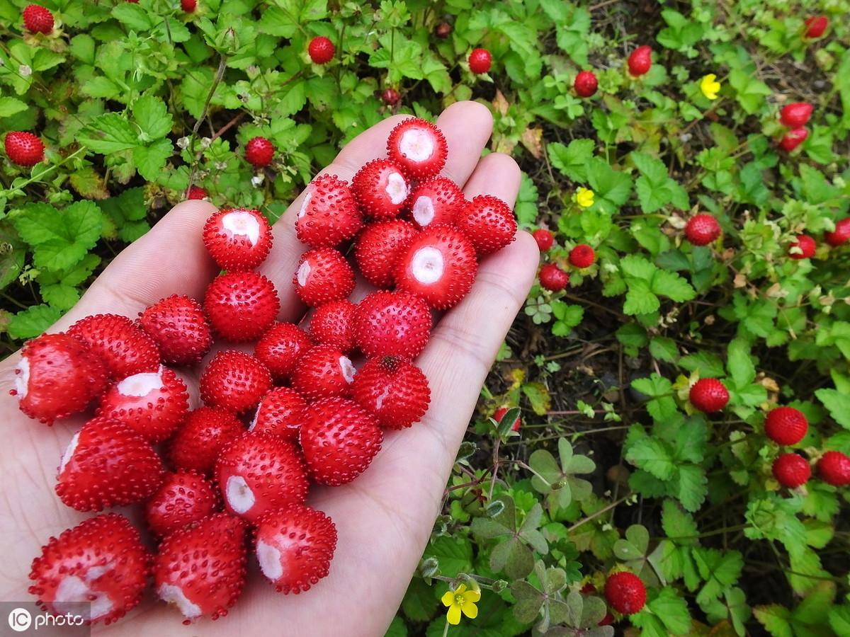 蛇莓种植技术_蛇莓种植致富_致富种植蛇莓怎么样